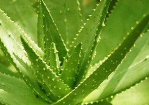 六種室內除甲醛的方法及其優缺點解析