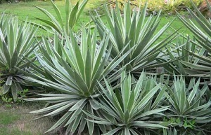 什么東西消甲醛最快